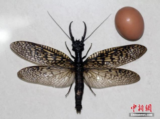 Illustration for article titled Terrifyingly Large Insect Found in China